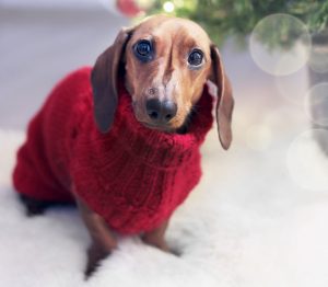 Dog in knitted jumper